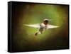 Portrait of a Hummingbird in Flight-Jai Johnson-Framed Stretched Canvas