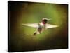 Portrait of a Hummingbird in Flight-Jai Johnson-Stretched Canvas