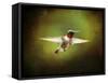 Portrait of a Hummingbird in Flight-Jai Johnson-Framed Stretched Canvas