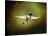 Portrait of a Hummingbird in Flight-Jai Johnson-Stretched Canvas