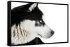 Portrait of a Husky Dog-melis-Framed Stretched Canvas