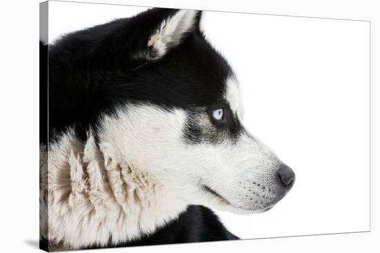 Portrait of a Husky Dog-melis-Stretched Canvas
