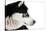 Portrait of a Husky Dog-melis-Stretched Canvas