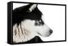 Portrait of a Husky Dog-melis-Framed Stretched Canvas