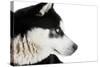 Portrait of a Husky Dog-melis-Stretched Canvas