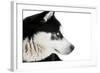 Portrait of a Husky Dog-melis-Framed Photographic Print