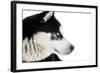 Portrait of a Husky Dog-melis-Framed Photographic Print