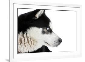 Portrait of a Husky Dog-melis-Framed Photographic Print