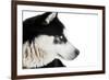 Portrait of a Husky Dog-melis-Framed Photographic Print