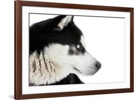 Portrait of a Husky Dog-melis-Framed Photographic Print