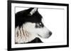 Portrait of a Husky Dog-melis-Framed Photographic Print