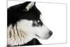 Portrait of a Husky Dog-melis-Mounted Photographic Print
