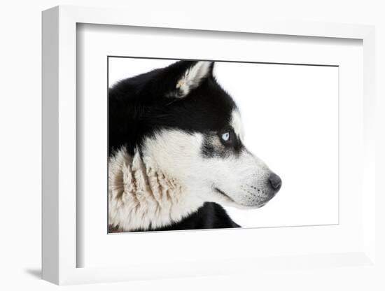 Portrait of a Husky Dog-melis-Framed Photographic Print