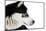 Portrait of a Husky Dog-melis-Mounted Photographic Print