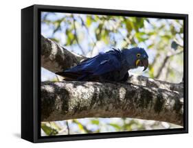 Portrait of a Hyacinth Macaw Sitting in a Tree-Alex Saberi-Framed Stretched Canvas