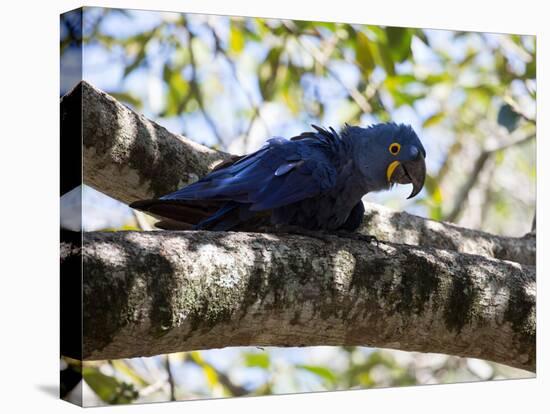 Portrait of a Hyacinth Macaw Sitting in a Tree-Alex Saberi-Stretched Canvas