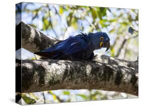 Portrait of a Hyacinth Macaw Sitting in a Tree-Alex Saberi-Stretched Canvas