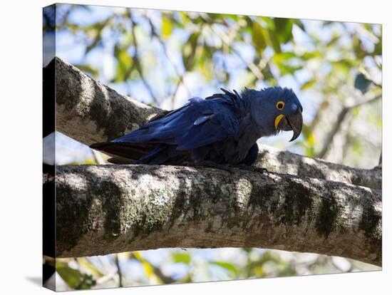 Portrait of a Hyacinth Macaw Sitting in a Tree-Alex Saberi-Stretched Canvas