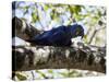 Portrait of a Hyacinth Macaw Sitting in a Tree-Alex Saberi-Stretched Canvas