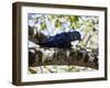 Portrait of a Hyacinth Macaw Sitting in a Tree-Alex Saberi-Framed Photographic Print