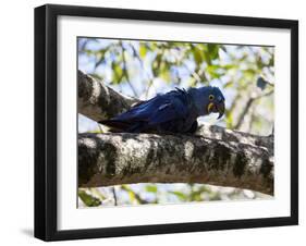 Portrait of a Hyacinth Macaw Sitting in a Tree-Alex Saberi-Framed Photographic Print