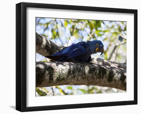 Portrait of a Hyacinth Macaw Sitting in a Tree-Alex Saberi-Framed Photographic Print