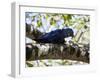 Portrait of a Hyacinth Macaw Sitting in a Tree-Alex Saberi-Framed Photographic Print