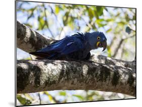 Portrait of a Hyacinth Macaw Sitting in a Tree-Alex Saberi-Mounted Photographic Print