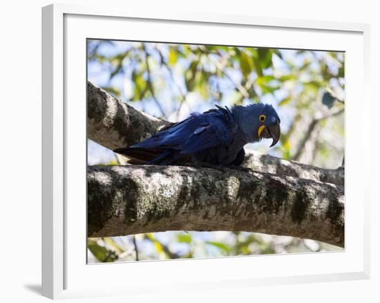 Portrait of a Hyacinth Macaw Sitting in a Tree-Alex Saberi-Framed Photographic Print
