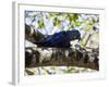 Portrait of a Hyacinth Macaw Sitting in a Tree-Alex Saberi-Framed Photographic Print