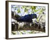 Portrait of a Hyacinth Macaw Sitting in a Tree-Alex Saberi-Framed Photographic Print