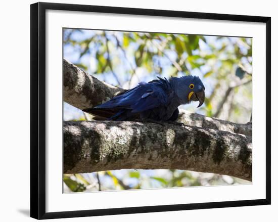 Portrait of a Hyacinth Macaw Sitting in a Tree-Alex Saberi-Framed Photographic Print