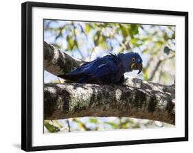 Portrait of a Hyacinth Macaw Sitting in a Tree-Alex Saberi-Framed Photographic Print