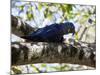 Portrait of a Hyacinth Macaw Sitting in a Tree-Alex Saberi-Mounted Photographic Print