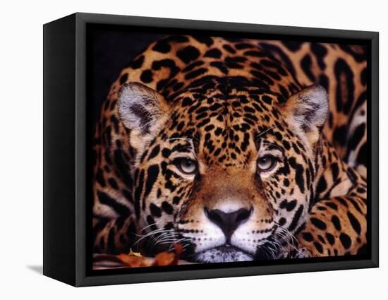 Portrait of a Jaguar, Brazil-Mark Newman-Framed Stretched Canvas