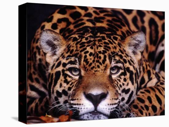 Portrait of a Jaguar, Brazil-Mark Newman-Stretched Canvas