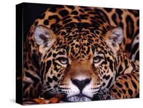 Portrait of a Jaguar, Brazil-Mark Newman-Stretched Canvas