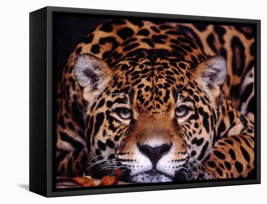 Portrait of a Jaguar, Brazil-Mark Newman-Framed Stretched Canvas