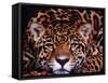 Portrait of a Jaguar, Brazil-Mark Newman-Framed Stretched Canvas