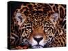Portrait of a Jaguar, Brazil-Mark Newman-Stretched Canvas