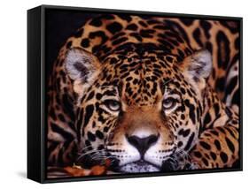 Portrait of a Jaguar, Brazil-Mark Newman-Framed Stretched Canvas