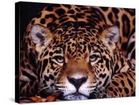 Portrait of a Jaguar, Brazil-Mark Newman-Stretched Canvas