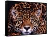 Portrait of a Jaguar, Brazil-Mark Newman-Framed Stretched Canvas