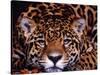 Portrait of a Jaguar, Brazil-Mark Newman-Stretched Canvas