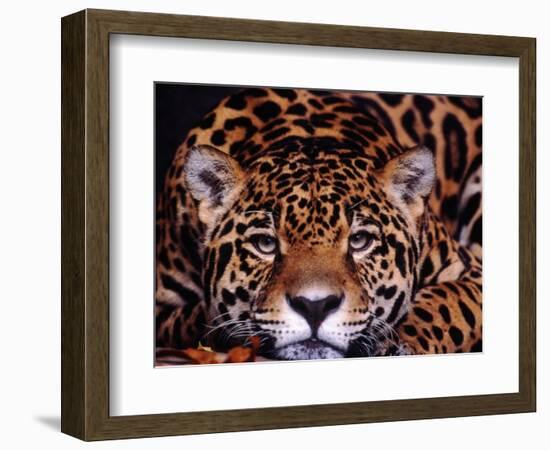 Portrait of a Jaguar, Brazil-Mark Newman-Framed Photographic Print