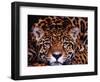 Portrait of a Jaguar, Brazil-Mark Newman-Framed Photographic Print