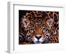 Portrait of a Jaguar, Brazil-Mark Newman-Framed Photographic Print