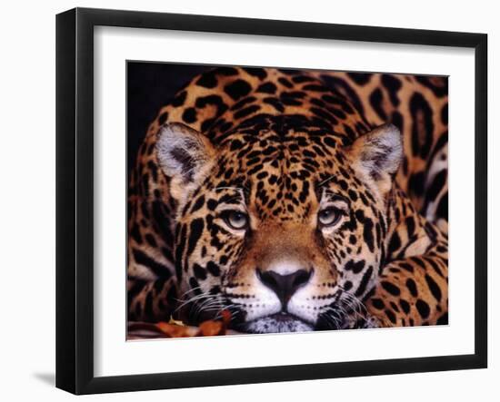 Portrait of a Jaguar, Brazil-Mark Newman-Framed Photographic Print