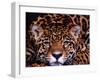 Portrait of a Jaguar, Brazil-Mark Newman-Framed Photographic Print