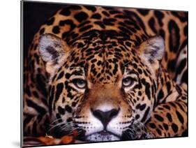 Portrait of a Jaguar, Brazil-Mark Newman-Mounted Photographic Print